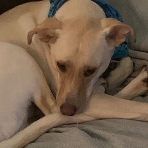 Meet your Posher, Noe